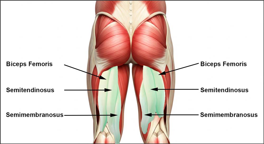 An anatomical illustration of the hamstring muscles, including the biceps femoris, semitendinosus, and semimembranosus, with labels indicating their positions. The image highlights the structure of the muscles in the posterior thigh, essential for hamstring flexibility.