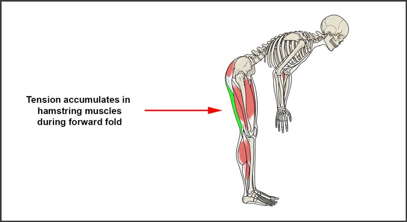 Anatomical illustration showing flexibility limits in a skeletal figure bending forward, highlighting hamstring muscles with tension areas marked in red and green.