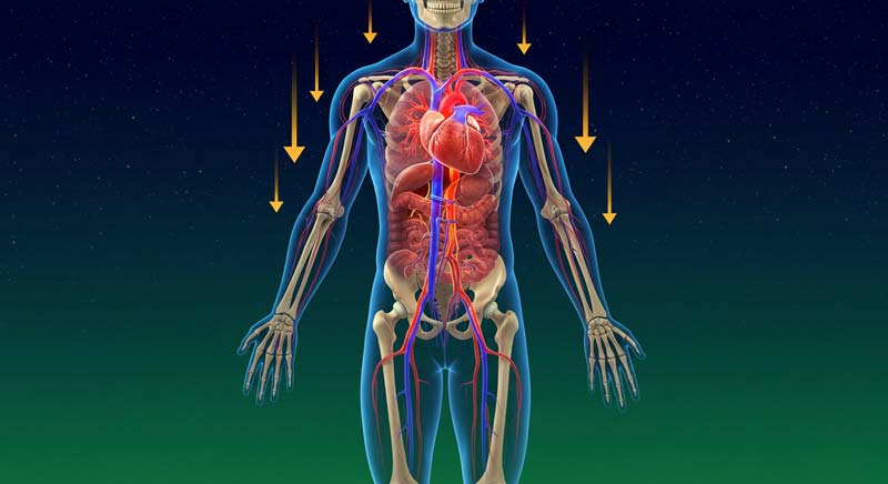 An anatomical illustration of a human silhouette showing the heart, blood vessels, and bones with golden arrows pointing downward to represent gravity acting on the body.
